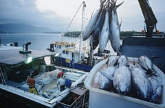 Nửa đầu năm 2022, doanh nghiệp xuất khẩu cá tra tăng trưởng kỷ lục, Vĩnh Hoàn tăng 82%, IDI tăng 86,3%