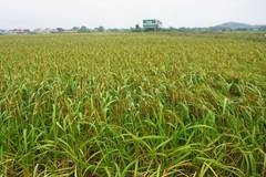 Phú Bình – Thái Nguyên: Đầu tư 10 tỷ đồng xây dựng vùng sản xuất lúa nếp thầu dầu hữu cơ 100ha