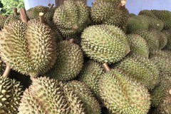 9 sản phẩm của huyện miền núi Khánh Sơn được công nhận 3 sao