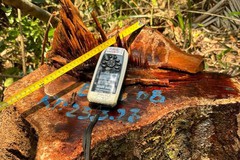 Thừa Thiên Huế: Lâm tặc đốn hạ hàng loạt cây gỗ rừng hàng chục năm tuổi 