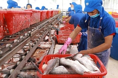 Tháng 3 giá cá tra duy trì ở mức cao, sản lượng thu hoạch đạt 128,6 nghìn tấn, tăng 2,5%