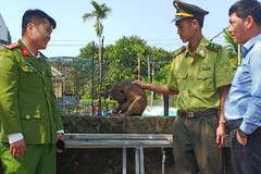 Phát hiện khỉ quý hiếm đi lạc vào khu dân cư ở Thừa Thiên Huế 