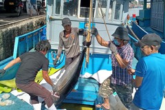 Khánh Hòa: Chi 10 tỷ đồng phát triển nghề cá