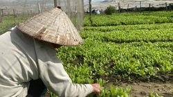 Giá rau tăng “phi mã”, khi nào có thể giảm?