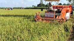 Sóc Trăng tạo điều kiện thuận lợi cho nông dân thu hoạch và tiêu thụ lúa