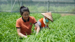Nông dân Việt Nam xuất sắc 2022 đến từ Bắc Ninh có doanh thu 18 tỷ/năm chỉ nhờ trồng rau