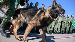 Video: Vinh danh chú chó cứu hộ tử nạn khi đang làm nhiệm vụ ở Thổ Nhĩ Kỳ