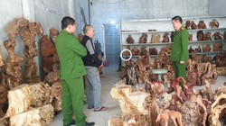 Khởi tố vụ án Vi phạm quy định về khai thác, bảo vệ rừng và lâm sản tại Sìn Hồ (Lai Châu)