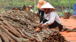 Trồng thứ cây thơm từ gốc lên ngọn, một HTX ở Lào Cai bán sản phẩm sang 9 quốc gia