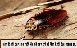 Bình luận ảnh: Anh rất ít khi bay