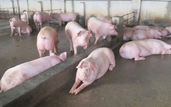 Lợn sạch Tân Yên hấp dẫn giới sành ăn