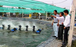 Ăn tết to nhờ tôm công nghệ cao