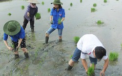 Gắn khoa học với thực tiễn sản xuất 