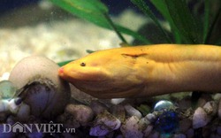 Clip: Lạ mắt lươn vàng óng ánh bơi lượn cùng cá cảnh