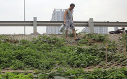 Người Hà Nội leo dốc, trồng rau trên hốc bê tông