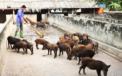 Vô danh, trang trại lỡ cơ hội “vàng”