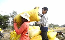 Giá lúa gạo tăng cao nông dân hết lúa bán, doanh nghiệp lo hủy hợp đồng