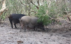 Liều lĩnh nuôi lợn rừng trên đất cát bỏ hoang, mô hình làm giàu cả xã học hỏi