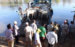 Nhộn nhịp chợ bò Tà Ngáo lớn nhất miền Tây mùa nước lũ