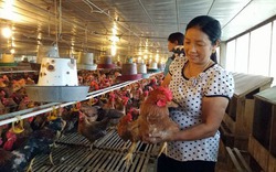 Tự hào nông dân Việt Nam 2017: Từ 2.000 con gà vốn, thành tỷ phú nghìn đô