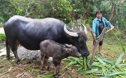 Kỹ thuật bảo quản thức ăn cho đàn gia súc trong mùa Đông