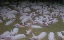 Mưa lớn 4.000 con lợn trại chăn nuôi bơi trong nước lũ