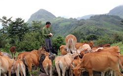 Giá nông sản hôm nay: Giá trâu bò giảm mạnh, người nuôi lao đao vì thua lỗ