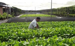 Xem quy trình trồng rau an toàn ở Phú Thọ