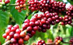 Giá nông sản hôm nay 01/10: Cơ hội cho cà phê Việt Nam trong niên vụ mới