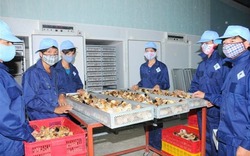 Gà giống Cao Khanh liên kết giúp người chăn nuôi giảm thiểu rủi ro