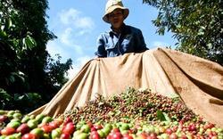 Giá nông sản hôm nay 30/10: Hồ tiêu khó bứt phá, giá cà phê rơi rớt