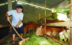 Tỷ phú Đồng Chum, hay chuyện con bò đẻ ra... 200 triệu đồng