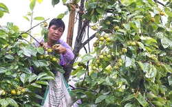 Giòn ngon, ngọt lịm trái hồng vành khuyên xứ Lạng trong mùa thu hoạch