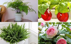 6 loại cây cảnh trồng trong nhà sẽ giúp cả nhà luôn vui vẻ