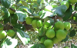 Những bí quyết trồng táo cho quả giòn, thơm ngọt