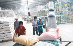 Xuất khẩu gạo nếp khởi sắc, thị trường Trung Quốc chiếm hơn 90%