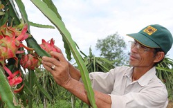 Trồng thanh long ruột đỏ trên đất dốc, 1ha thu gần 200 triệu đồng