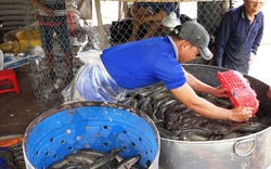 Giá cá lóc tăng mạnh, người nuôi thu lãi hàng trăm triệu đồng