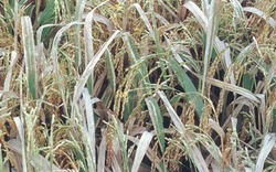 Cảnh báo dịch bệnh tuần này (từ 30/10 đến 05/11): Sâu cuốn lá nhỏ, sâu đục thân gây hại lúa đặc sản