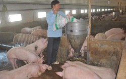 Hậu giá lợn giảm sốc, 900 ngàn hộ "treo" chuồng