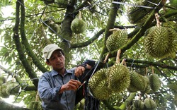 Giật mình trước cơn lốc trồng "cây tiền tỷ" sầu riêng ở Tây Nguyên