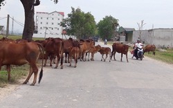 Nghệ An: Bò thả từng đàn trên quốc lộ, tài xế toát mồ hôi