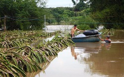 'Thủ phủ' thanh long Bình Thuận nguy cơ mất trắng do mưa lũ 