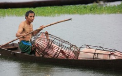 Mưa lũ lịch sử: Người dân trắng đêm chạy lũ cứu gia súc, gia cầm