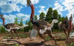 Cận cảnh loài chim từ thời khủng long, nguy hiểm nhất thế giới