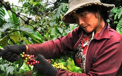 Giá nông sản hôm nay 02/11: Cà phê giảm gần 1 triệu đồng/tấn, đầu cơ tiếp tục bán tháo