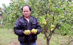 Trồng 4 năm thu trái mới biết cam dại, nông dân nhận trái đắng