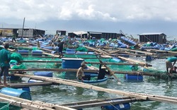 Vùng nuôi thủy sản Khánh Hòa tan nát sau bão, thiệt hại nghìn tỷ