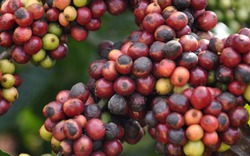 Kỹ thuật phòng trừ mọt đục quả cà phê nâng cao chất lượng hạt