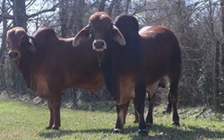 Giống bò Brahman đỏ nhập từ Mỹ về Việt Nam có gì đặc biệt?